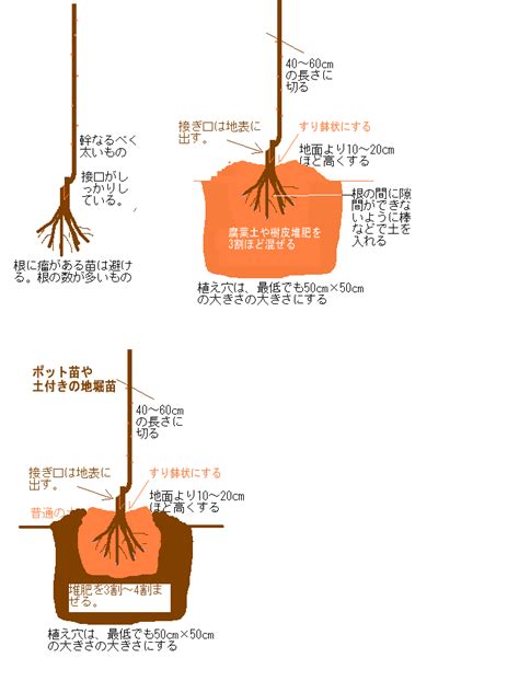 樹根生長|樹木の根の特性と植え方